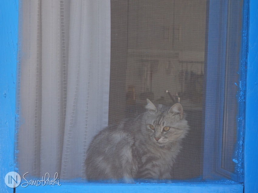 Cats of Chora Samothraki