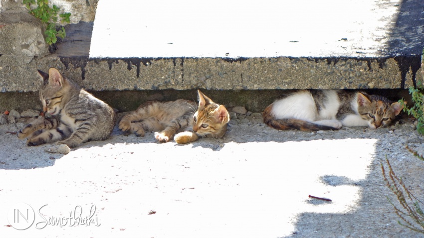 Kittens in Chora