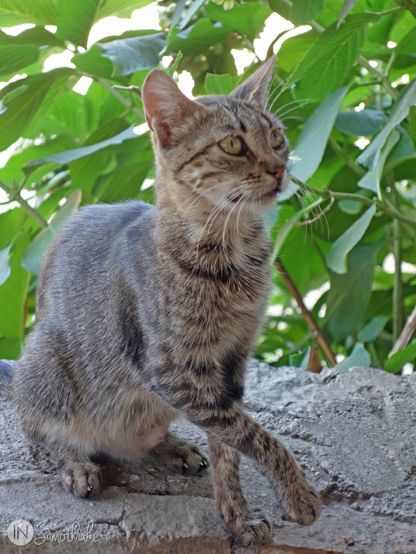 Cat of Samothrace