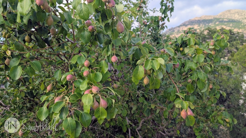 In the past, the small red pears were exported.