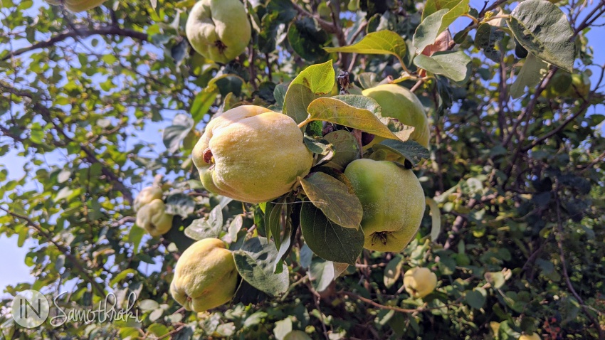 You will also find quince trees.