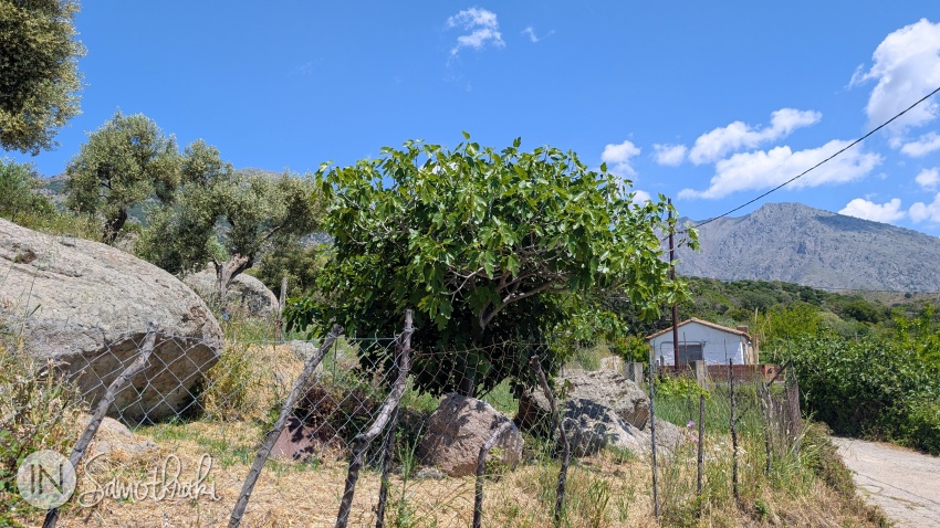 Olive and fig trees can be found just about everywhere in Alonia.