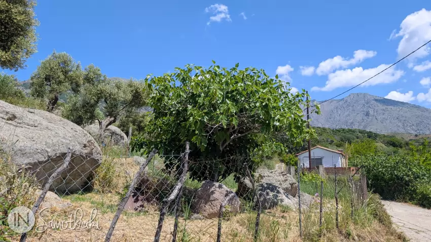 Olive and fig trees can be found just about everywhere in Alonia.