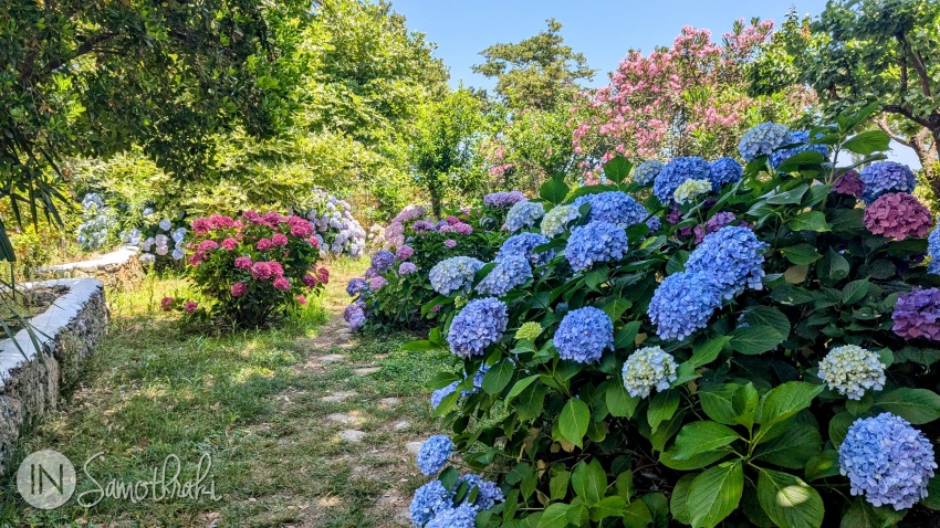 The garden fills with colors.