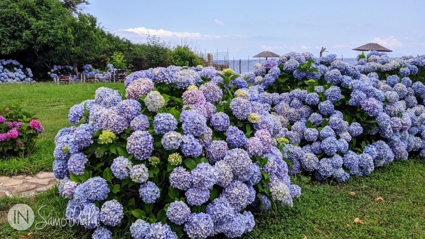 The hydrangeas start to bloom towards the end of June.