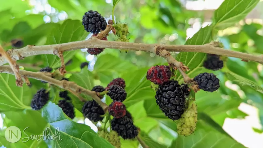 Around June, you can eat mulberries straight from the tree.