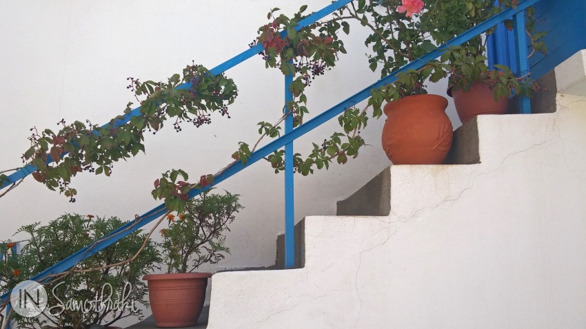 Plants in Chora