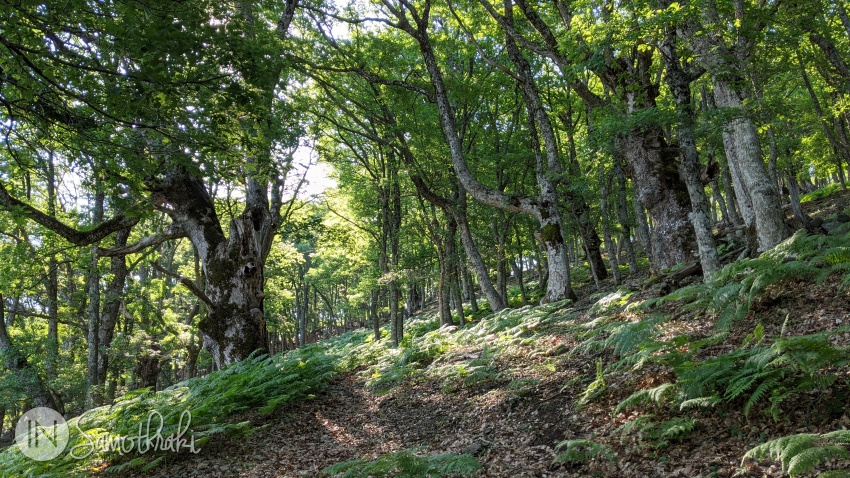 The Martini Oak Forest is one of the oldest in the Aegean region.