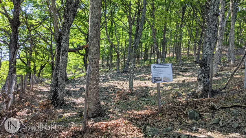 Some areas have been fenced off to allow the forest to regenerate.