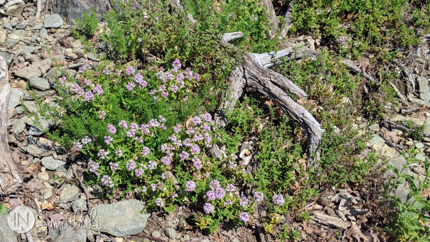 In some spots, you'll find patches of wild oregano and thyme.