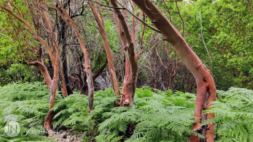 Reddish trunks are the hallmark feature of the Arbutus andrachne and Arbutus unedo trees.