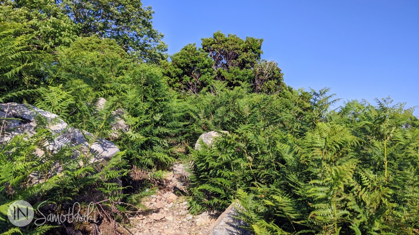 The path climbs through dense thickets of ferns.