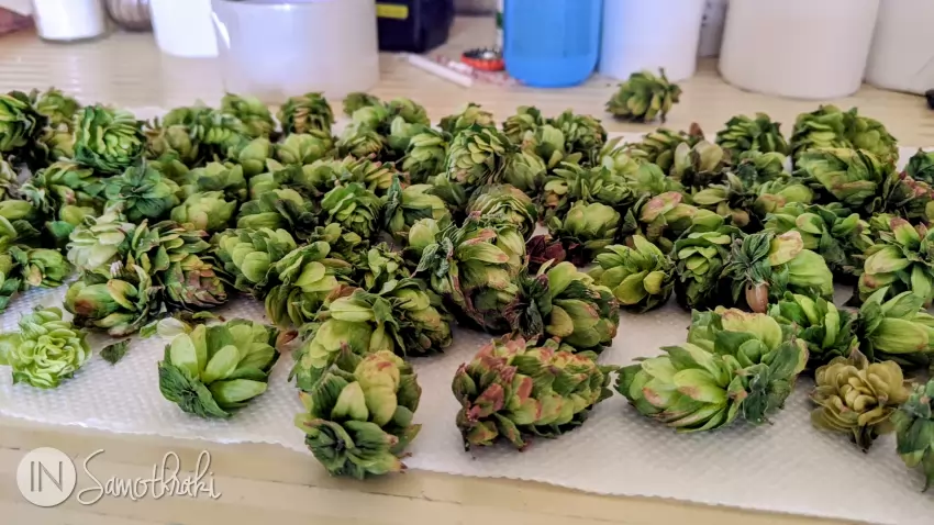 Hop cones: where the magic starts
