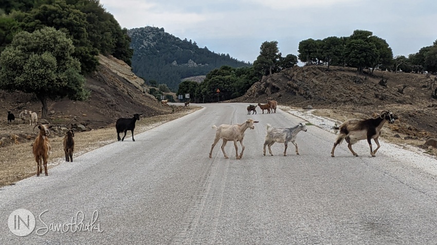 Goats often cross the road, so watch your speed!