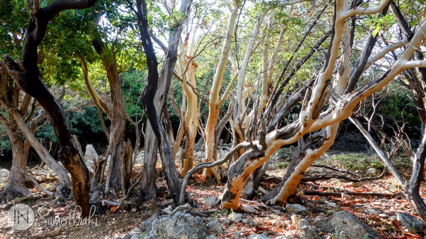 On your way you'll see trees with smooth white trunks.