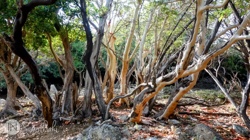 On your way you'll see trees with smooth white trunks.