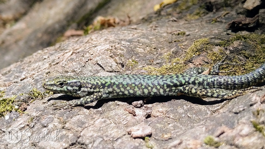 Lizards are basking in the sun on the grey stones.