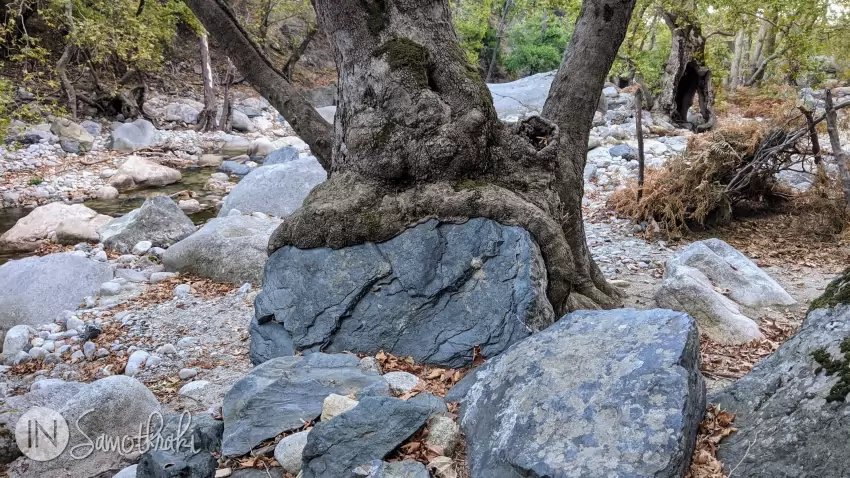 The trees seem to have grown directly from the stone.