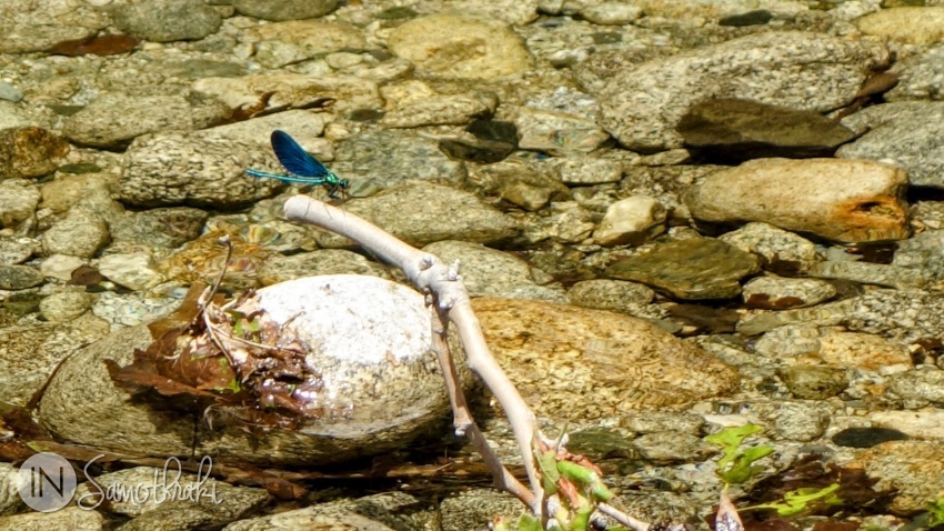 Blue dragonflies accompany you along the trail.