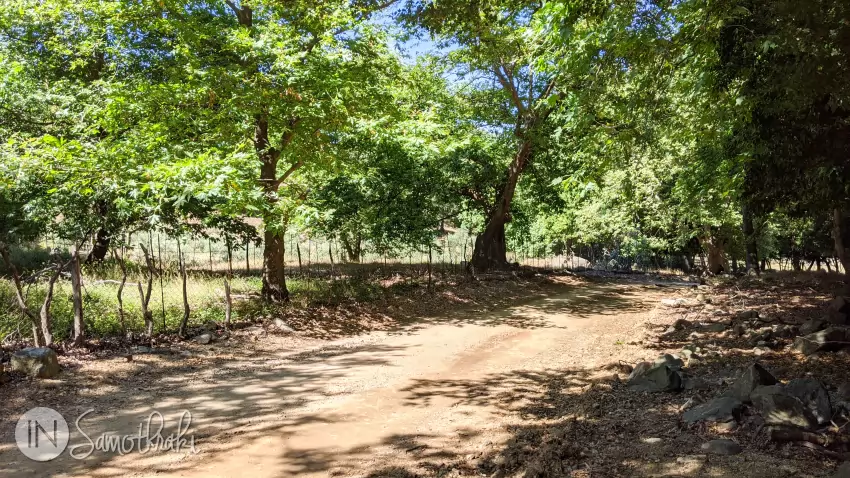 After a few kilometers, once you enter the old plane forest the asphalt turns into dirt.