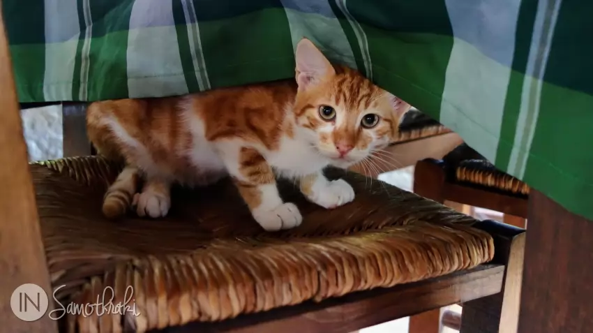 Some of the staff is a little furry, but friendly nonetheless.