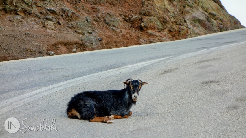 There are plenty of goats in the area - some are resting in the middle of the road