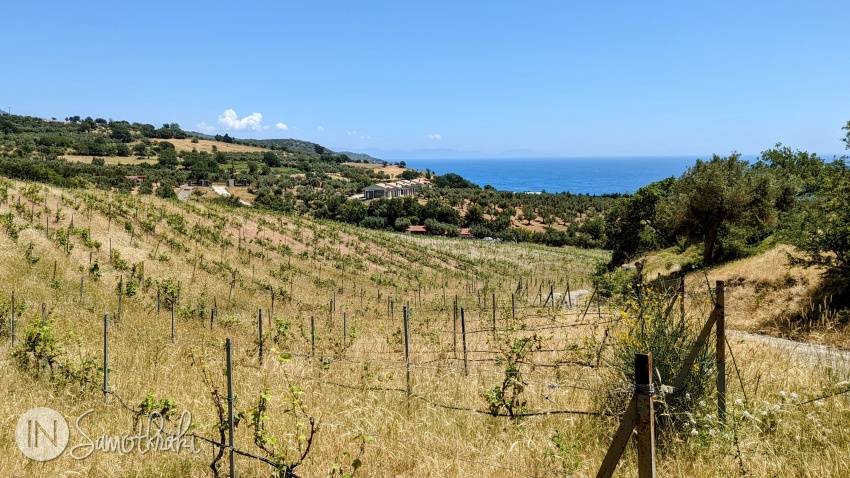 An olive grove is beyond the vineyards, towards the sea.
