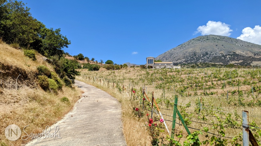 Once you enter the premises, the road climbs abruptly towards the main building through olive trees and vineyards
