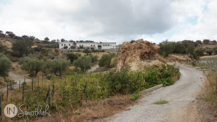 Once you enter the premises, the road climbs abruptly towards the main building through olive trees and vineyards