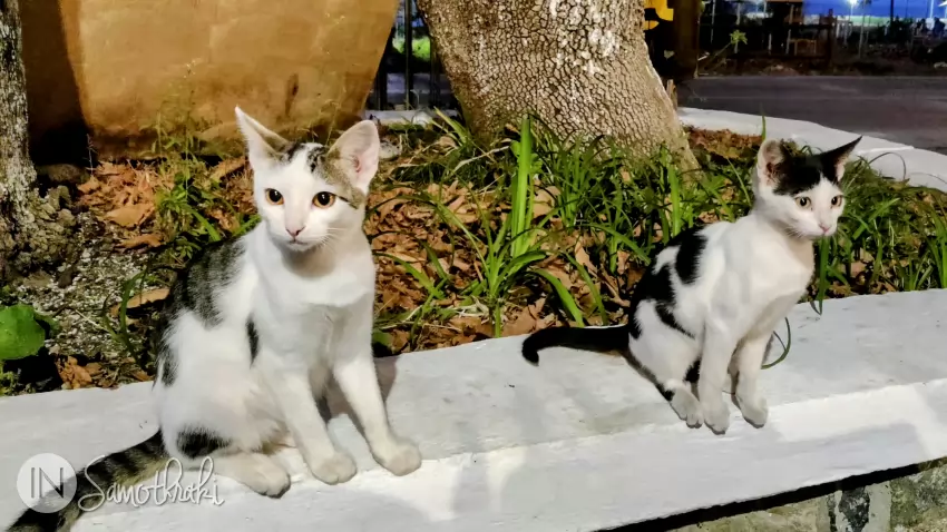 The customary cats