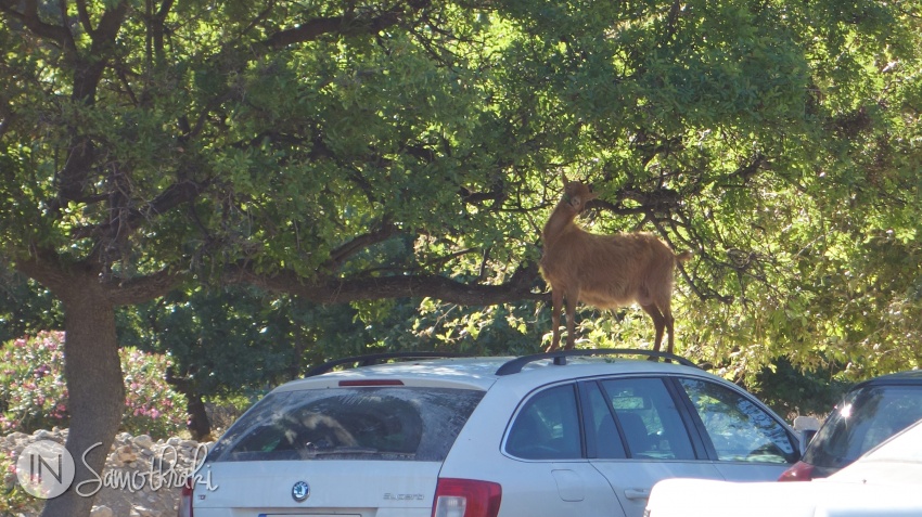 The goats often climb on top of the cars to reach the branches.