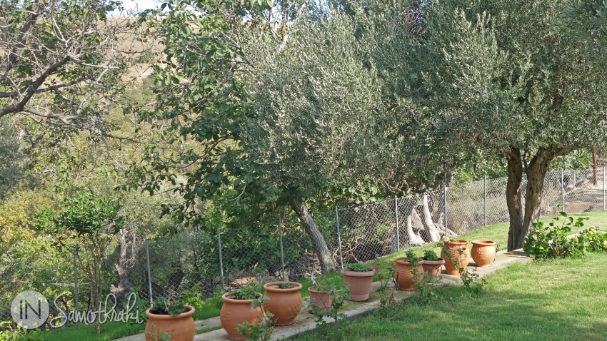 Kalisti Apartments olives