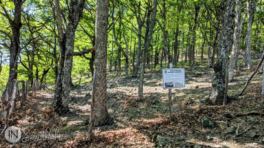 Some areas were fenced in order to stop goats from accessing young oak trees in the Martini forest.