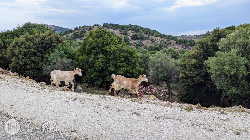In Samothraki goats live in semi-wilderness.