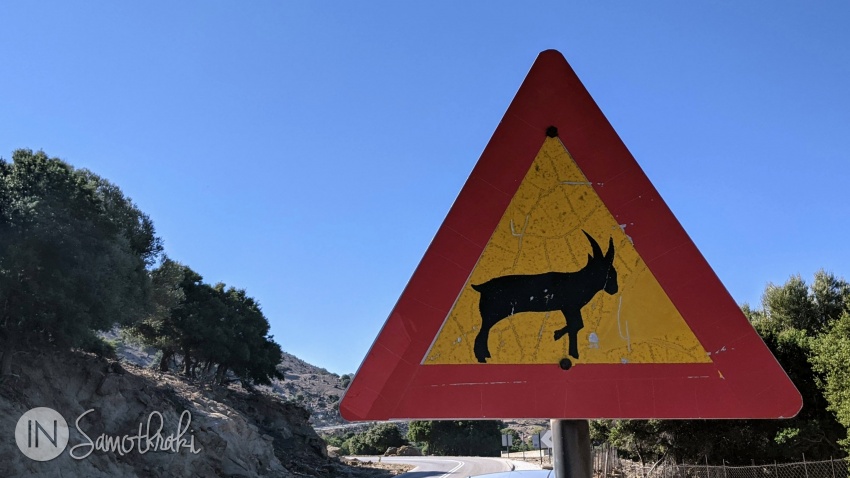 Caution, goats crossing!