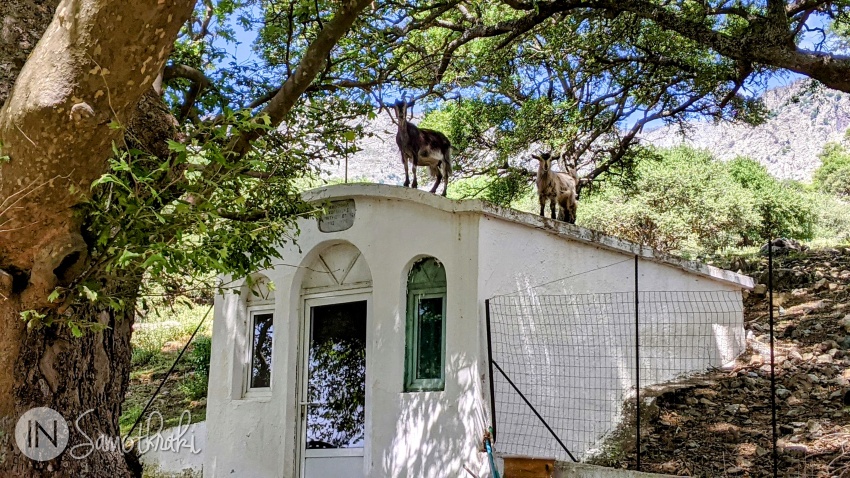 The goats climbed on the roof of the Mandal Panagia church, above the village of Xiropotamos