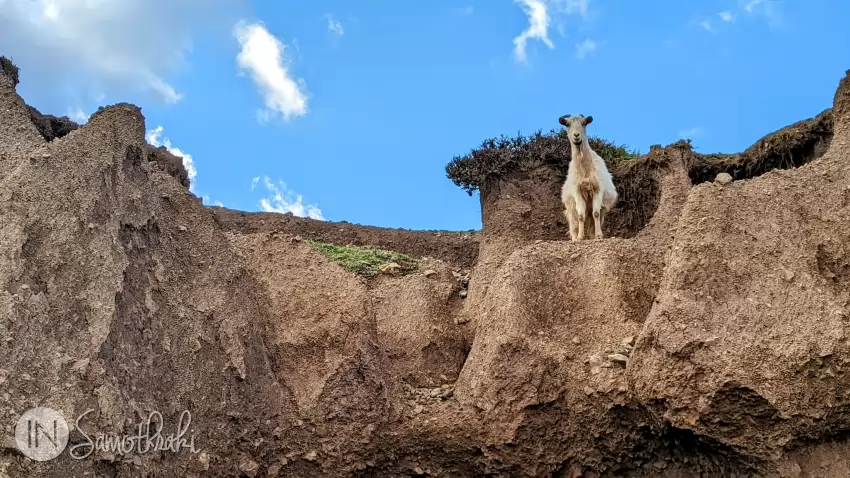 Many goats will look at you curiously.