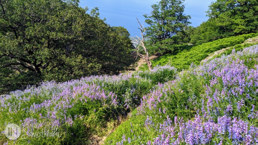At the beginning of June, mountain paths teem with flowers and butterflies.
