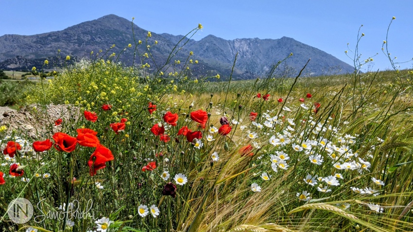 Daisies and poppies in the Kampos area