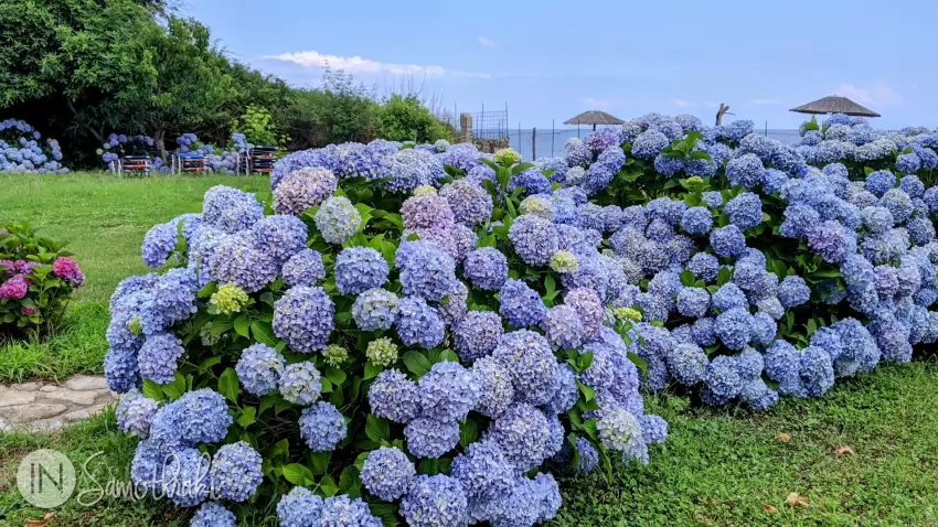 Hydrangeas are the flowers of Samothraki.