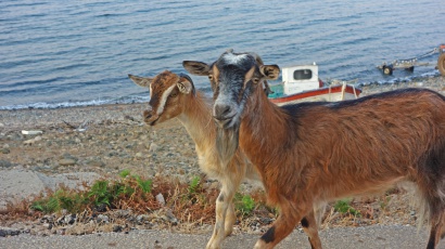 The goat island