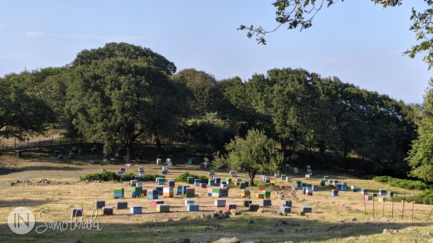 Beehives in Ano Kariotes