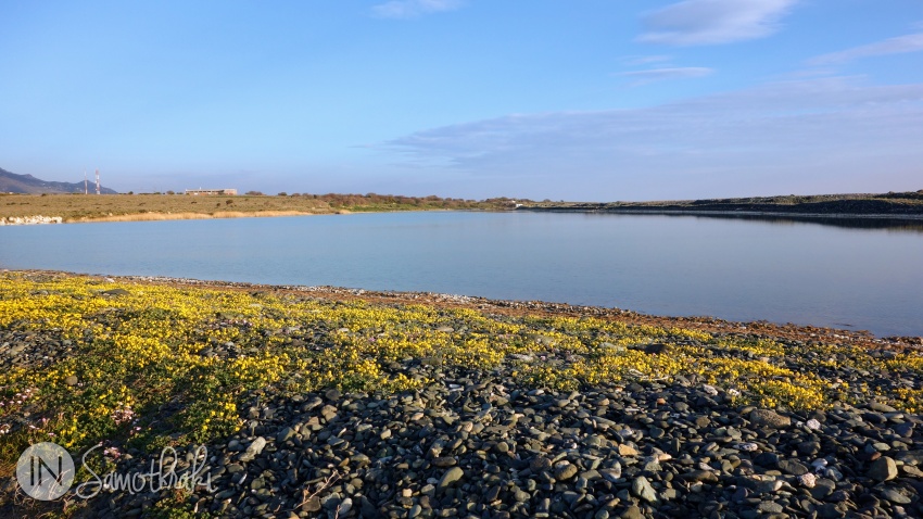Yellow flowers on the edge of the lagoon