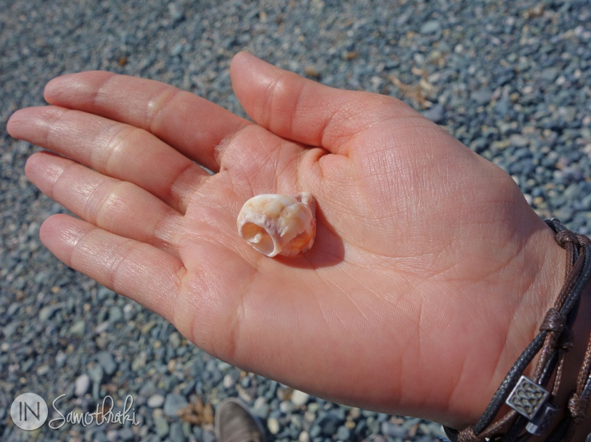 Small shells at Akrotiri Cape