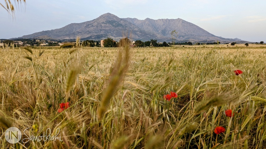 In late spring, there are wheat fields on the road from Agios Andreas to Kamariotissa.