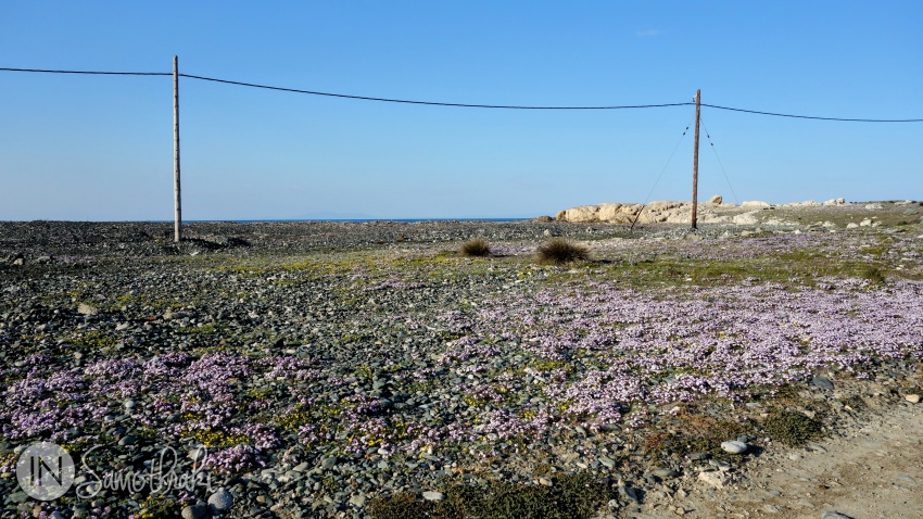 A carpet of colorful flowers covers the gravel in spring.