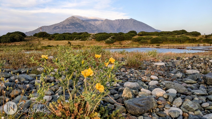 In spring there are yellow poppies on the shore.