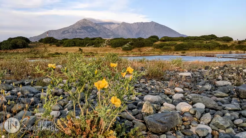 In spring there are yellow poppies on the shore.