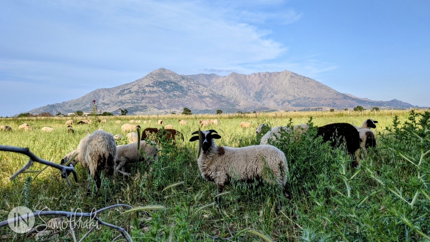 Flock of sheep towards Kamariotissa